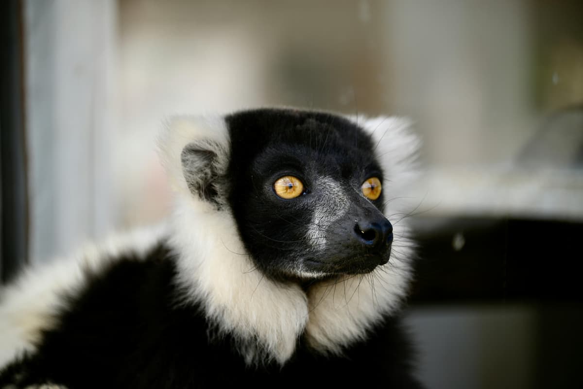 lemur mada